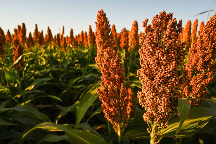 Sorghum